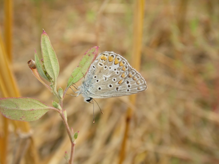 i soliti Polyommatus icarus?